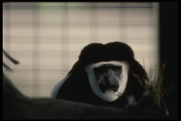 049047 Black And White Colobus Monkey A4 Photo Print