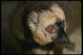 049048 Black And White Ruffed Lemur Madagascar A4 Photo Print