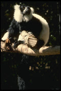 049049 Black And White Ruffed Lemur Madagascar A4 Photo Print
