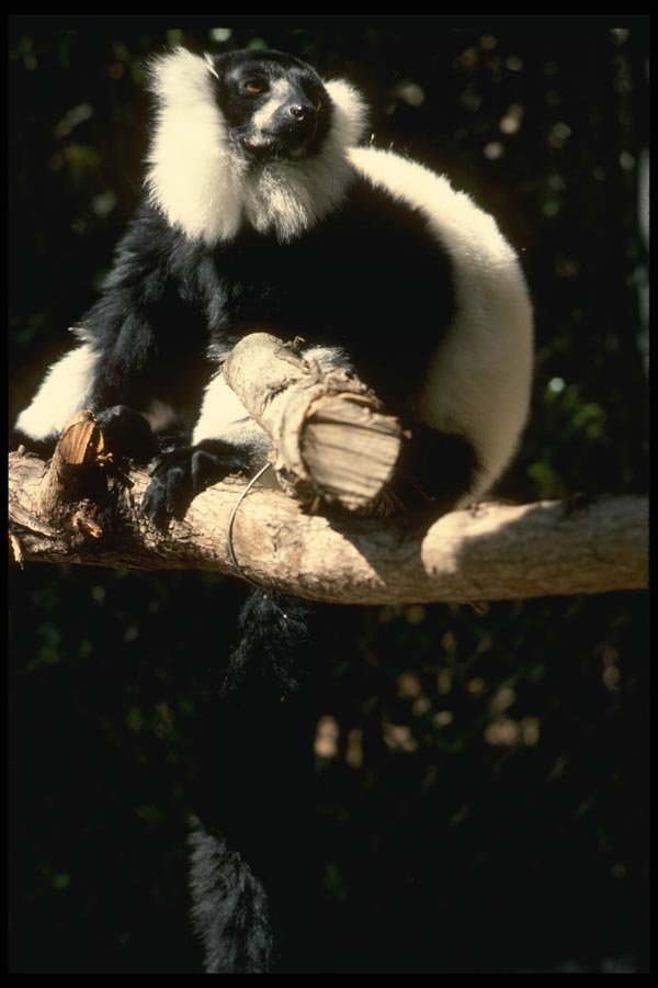049049 Black And White Ruffed Lemur Madagascar A4 Photo Print