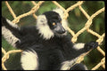 049050 Black And White Ruffed Lemur Madagascar A4 Photo Print