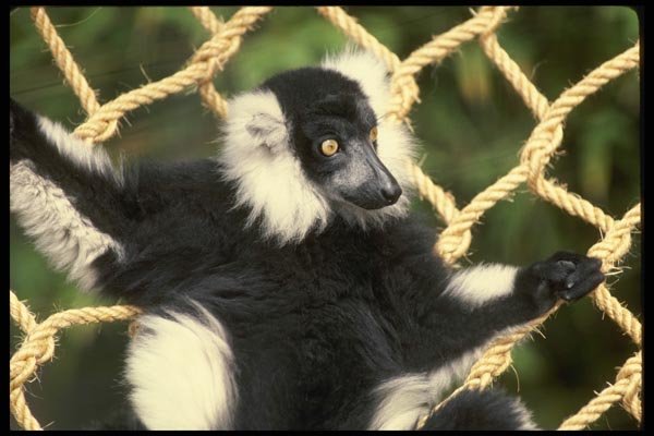049050 Black And White Ruffed Lemur Madagascar A4 Photo Print