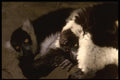 049051 Black And White Ruffed Lemurs Madagascar A4 Photo Print