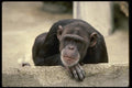 049052 Chimpanzee A4 Photo Print