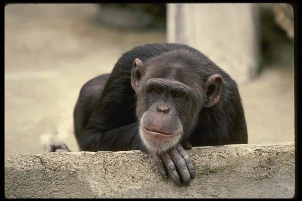 049052 Chimpanzee A4 Photo Print
