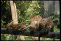 049053 Crab eater Macaques A4 Photo Print
