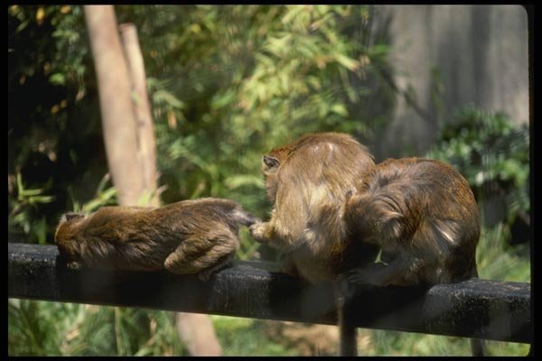 049053 Crab eater Macaques A4 Photo Print