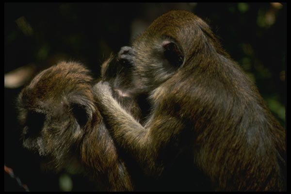 049054 Crab eater Macaques A4 Photo Print