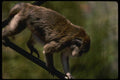 049055 Crab eater Macaque A4 Photo Print