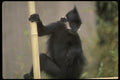049057 Francois Leaf Monkey A4 Photo Print