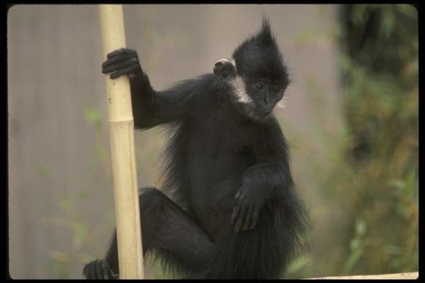 049057 Francois Leaf Monkey A4 Photo Print