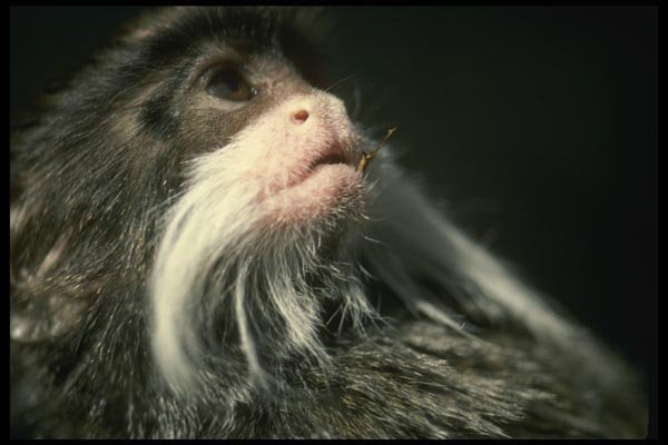 049058 Emperor Tamarin A4 Photo Print