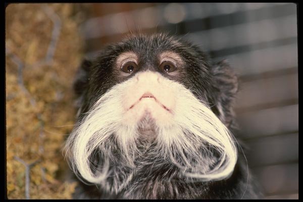 049059 Emperor Tamarin A4 Photo Print