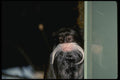 049060 Emperor Tamarin Native Of South America A4 Photo Print