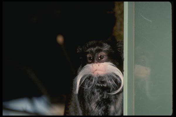 049060 Emperor Tamarin Native Of South America A4 Photo Print