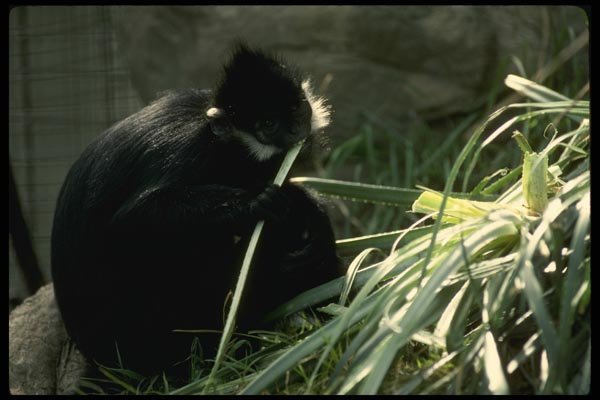 049061 Francois Leaf Monkey A4 Photo Print