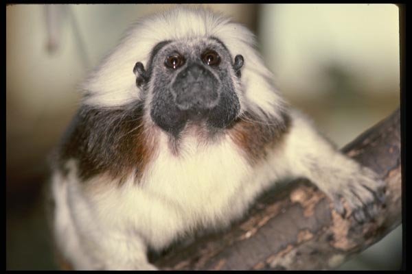049062 Cotton top Tamarin A4 Photo Print