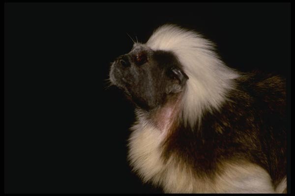 049063 Cotton top Tamarin A4 Photo Print