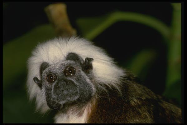 049064 Cotton top Tamarin A4 Photo Print