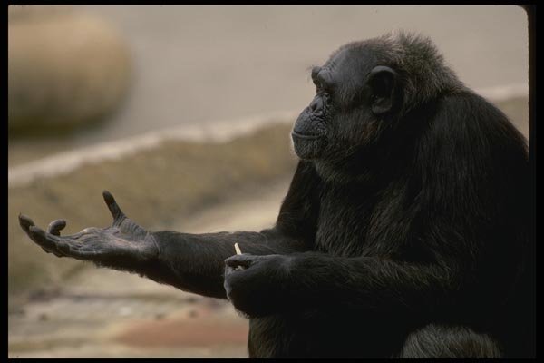 049065 Chimpanzee A4 Photo Print