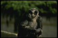 049066 Chimpanzee Adult Male A4 Photo Print