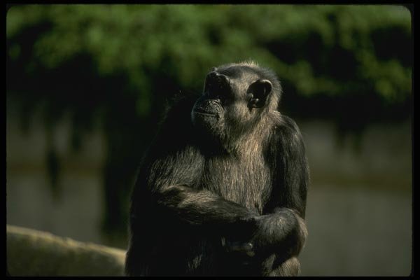 049066 Chimpanzee Adult Male A4 Photo Print