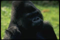 049067 Lowland Gorilla Male, bwana  A4 Photo Print
