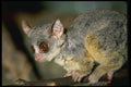 049068 Senegalese Bush Baby A4 Photo Print