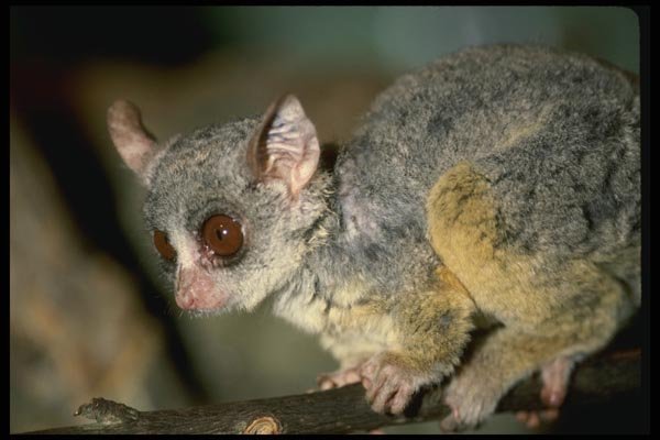 049068 Senegalese Bush Baby A4 Photo Print
