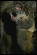 049069 Senegalese Bush Baby A4 Photo Print