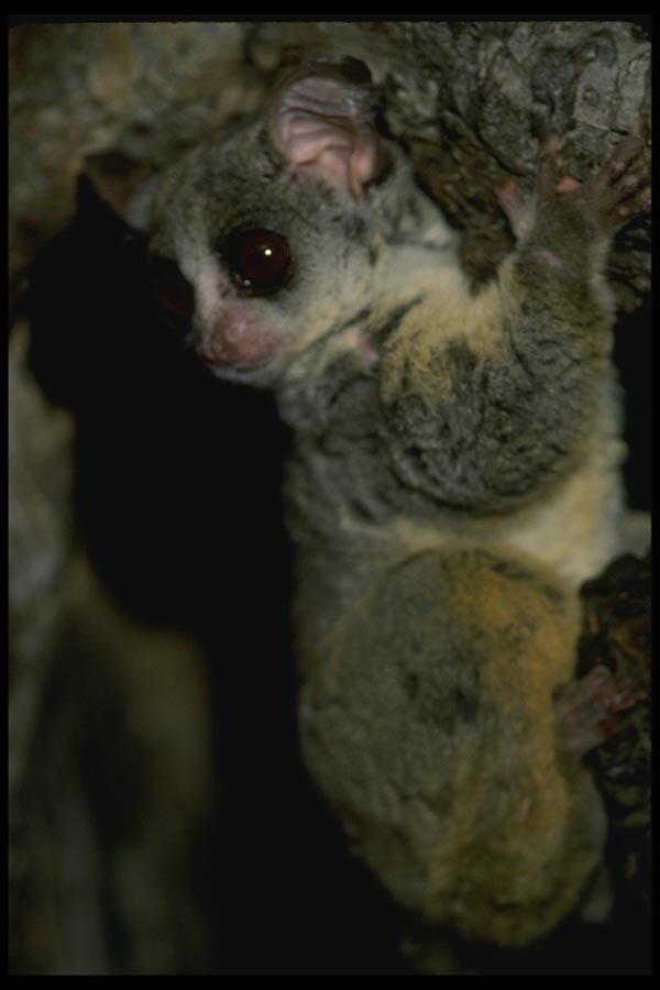049069 Senegalese Bush Baby A4 Photo Print