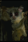 049070 Senegalese Bush Baby A4 Photo Print