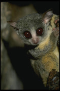 049071 Senegalese Bush Baby A4 Photo Print