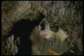 049072 Senegalese Bush Baby A4 Photo Print