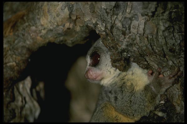049072 Senegalese Bush Baby A4 Photo Print