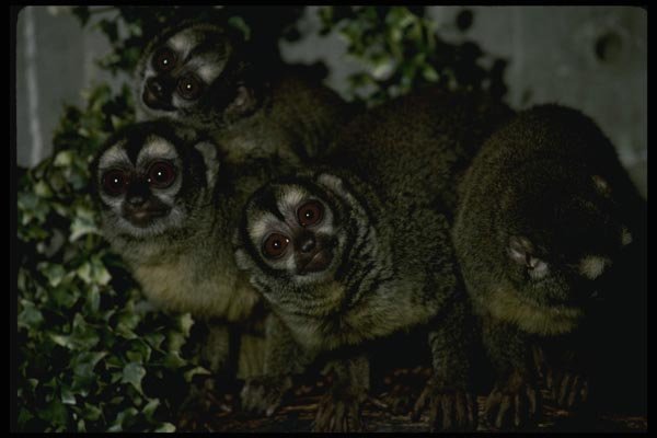 049073 Owl Monkeys Natives Of South America A4 Photo Print