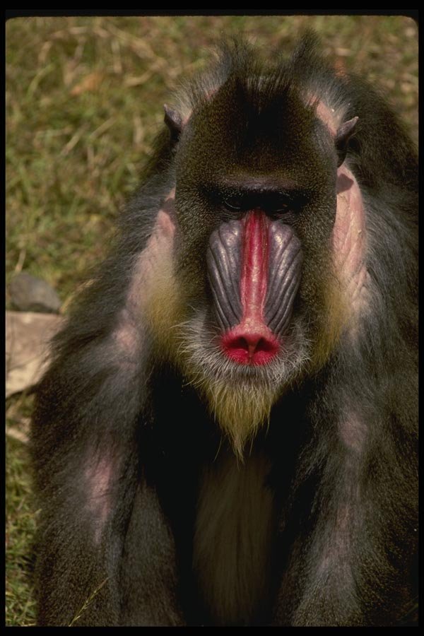 049074 Mandrill Baboon A4 Photo Print