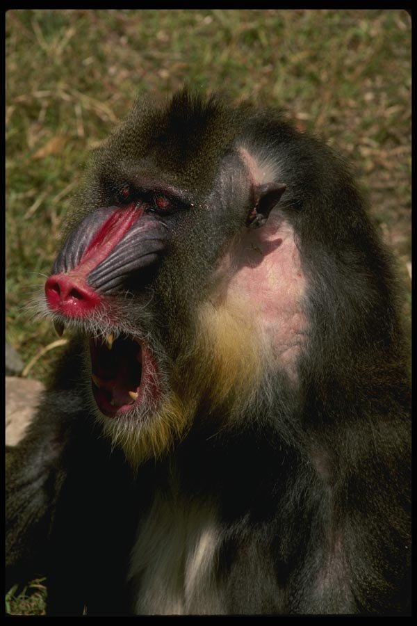 049075 Mandrill Baboon A4 Photo Print