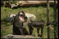 049076 Mandrill Baboons Female presenting To Adult Male A4 Photo Print
