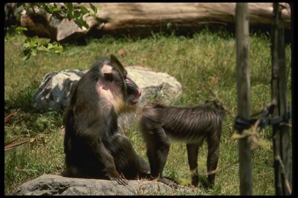 049076 Mandrill Baboons Female presenting To Adult Male A4 Photo Print