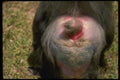 049077 Mandrill Baboon Male Rump A4 Photo Print