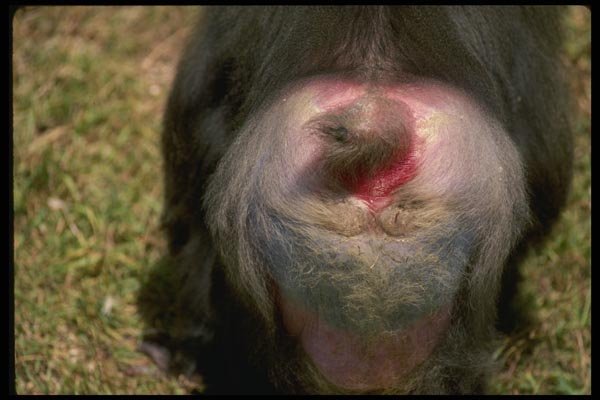 049077 Mandrill Baboon Male Rump A4 Photo Print