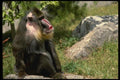 049078 Mandrill Baboon Male A4 Photo Print