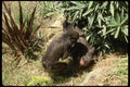 049079 Mandrill Baboons Young A4 Photo Print