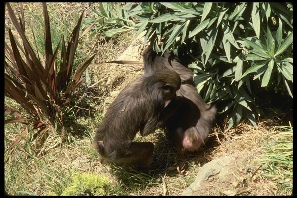 049079 Mandrill Baboons Young A4 Photo Print