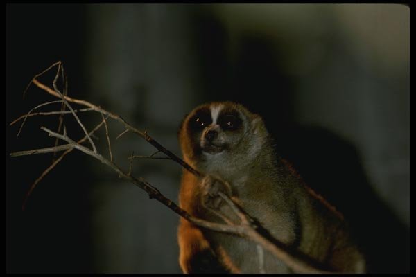 049082 Slow Loris A4 Photo Print