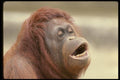 049084 Orangutan Adult Female A4 Photo Print