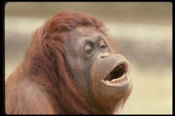 049084 Orangutan Adult Female A4 Photo Print