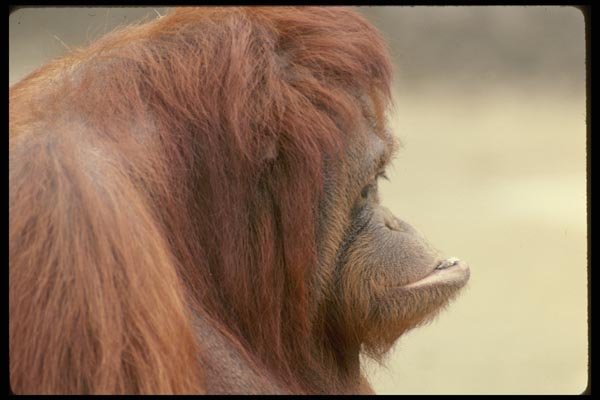 049085 Orangutan Adult Female A4 Photo Print