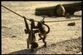 049086 Spider Monkeys A4 Photo Print